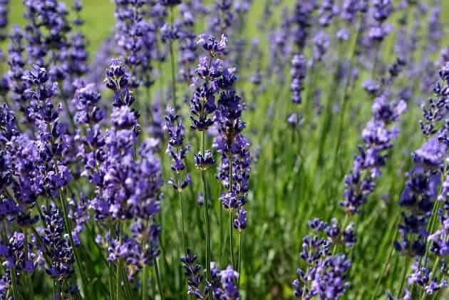 Lavender growing in the wild