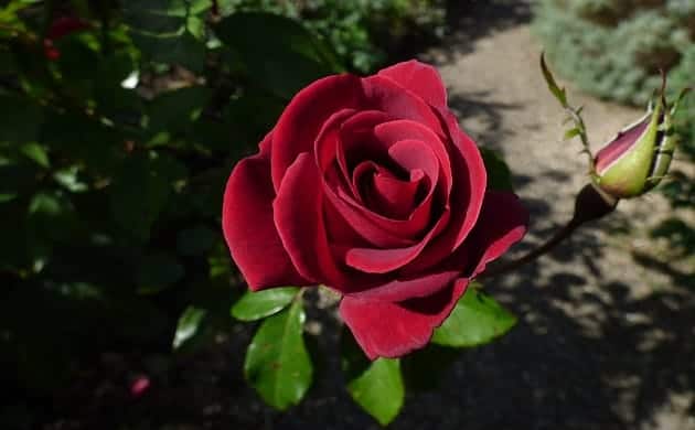 A rose in the sun